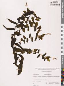 Рдест пронзеннолистный, Рдест стеблеобъемлющий L., Сибирь, Чукотка и Камчатка (S7) (Россия)