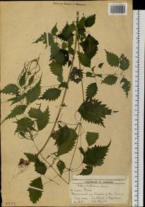 Urtica thunbergiana subsp. thunbergiana, Сибирь, Дальний Восток (S6) (Россия)