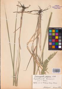 Вейник наземный (L.) Roth, Восточная Европа, Нижневолжский район (E9) (Россия)