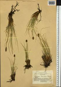 Carex borealipolaris S.R.Zhang, Сибирь, Алтай и Саяны (S2) (Россия)