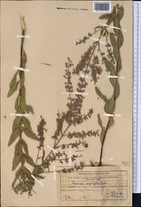 Salvia karelinii J.B.Walker, Средняя Азия и Казахстан, Западный Тянь-Шань и Каратау (M3) (Узбекистан)