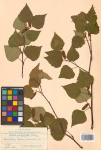 Betula pendula subsp. mandshurica (Regel) Ashburner & McAll., Сибирь, Чукотка и Камчатка (S7) (Россия)