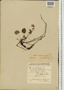 Viola ×burnatii Gremli, Восточная Европа, Волжско-Камский район (E7) (Россия)