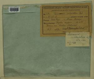 Dicranum polysetum Sw., Гербарий мохообразных, Мхи - Центральное Нечерноземье (B6) (Россия)