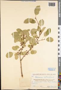 Жестер слабительный, Крушина слабительная L., Восточная Европа, Северо-Украинский район (E11) (Украина)