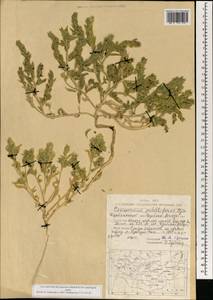 Corispermum patelliforme Iljin, Монголия (MONG) (Монголия)
