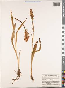 Dactylorhiza majalis subsp. lapponica (Laest. ex Hartm.) H.Sund., Восточная Европа, Центральный лесостепной район (E6) (Россия)