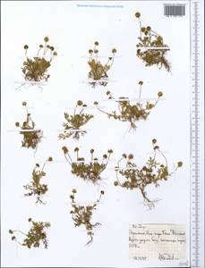 Asteraceae, Африка (AFR) (Эфиопия)