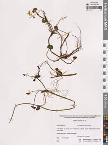 Калужница укореняющаяся (T.F.Forst.) Beck, Сибирь, Чукотка и Камчатка (S7) (Россия)