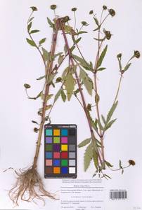 Череда трехраздельная L., Восточная Европа, Московская область и Москва (E4a) (Россия)