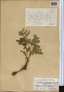 Скалигерия шероховатая (Regel & Schmalh.) Lipsky ex Korovin, Средняя Азия и Казахстан, Памир и Памиро-Алай (M2) (Киргизия)