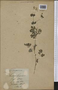 Капноидес вечнозеленый (L.) Borkh., Америка (AMER) (Неизвестно)