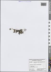 Незабудочник мохнатый (Ledeb.) Bunge, Сибирь, Центральная Сибирь (S3) (Россия)