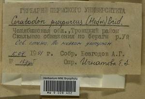 Ceratodon purpureus (Hedw.) Brid., Гербарий мохообразных, Мхи - Башкортостан, Челябинская и Оренбургская области (B14) (Россия)