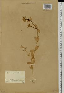 Гонкения бутерлаковидная (L.) Ehrh., Сибирь, Дальний Восток (S6) (Россия)