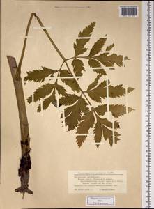 Реброплодник уральский Hoffm., Сибирь, Алтай и Саяны (S2) (Россия)