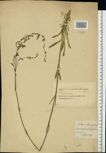 Смолевка зеленоцветковая (Willd.) Ehrh., Восточная Европа, Центральный лесостепной район (E6) (Россия)