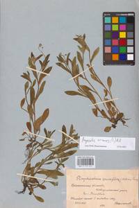 MHA 0 153 427, Незабудка полевая (L.) Hill, Восточная Европа, Центральный лесостепной район (E6) (Россия)