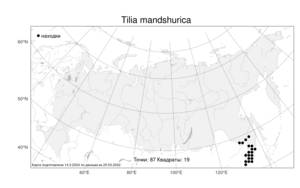Tilia mandshurica, Липа маньчжурская Rupr. & Maxim., Атлас флоры России (FLORUS) (Россия)