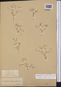 Saponaria floribunda (Kar. Kir.) Boiss., Средняя Азия и Казахстан, Сырдарьинские пустыни и Кызылкумы (M7) (Казахстан)