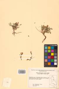 Остролодочник завернутый Ledeb., Сибирь, Чукотка и Камчатка (S7) (Россия)