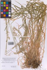 Райграс высокий (L.) P.Beauv. ex J.Presl & C.Presl, Восточная Европа, Московская область и Москва (E4a) (Россия)