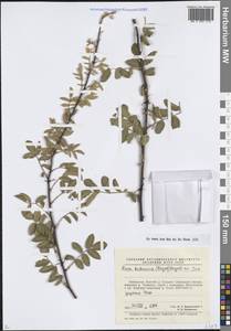 Шиповник кокандский (Regel) Regel ex Juz., Средняя Азия и Казахстан, Памир и Памиро-Алай (M2) (Узбекистан)