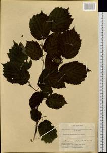 Орешник маньчжурский, Лещина маньчжурская (Maxim.) C.K.Schneid., Сибирь, Дальний Восток (S6) (Россия)