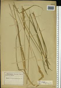 Вейник тростниковый (L.) Roth, Восточная Европа, Северный район (E1) (Россия)