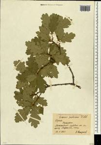 Дуб пушистый Willd., Крым (KRYM) (Россия)