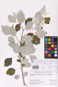Populus × canescens (Aiton) Sm., Восточная Европа, Центральный лесной район (E5) (Россия)