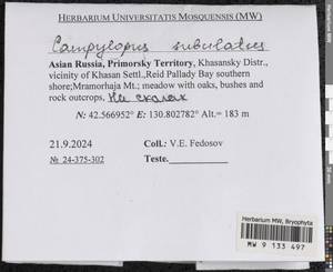 Campylopus subulatus Schimp. ex Milde, Гербарий мохообразных, Мхи - Дальний Восток (без Чукотки и Камчатки) (B20) (Россия)