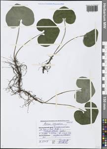 Asarum europaeum subsp. caucasicum (Duch.) Soó, Кавказ, Черноморское побережье (от Новороссийска до Адлера) (K3) (Россия)