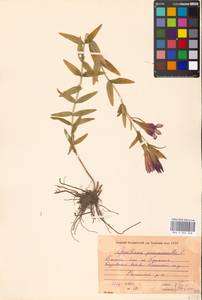 Горечавка легочная L., Восточная Европа, Московская область и Москва (E4a) (Россия)