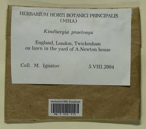 Kindbergia praelonga (Hedw.) Ochyra, Гербарий мохообразных, Мхи - Западная Европа (BEu) (Великобритания)