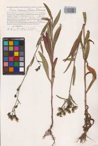 Picris japonica subsp. japonica, Сибирь, Дальний Восток (S6) (Россия)