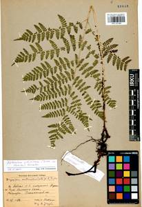 Диплазиум сибирский (Turcz. ex Kunze) Sa.Kurata, Сибирь, Прибайкалье и Забайкалье (S4) (Россия)