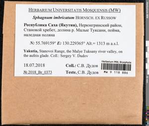 Sphagnum imbricatum Hornsch. ex Russow, Гербарий мохообразных, Мхи - Якутия (B19) (Россия)