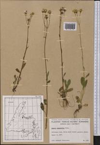 Packera paupercula (Michx.) Á. Löve & D. Löve, Америка (AMER) (Канада)