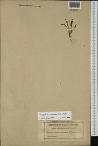 Catapodium marinum (L.) C.E.Hubb., Западная Европа (EUR) (Франция)