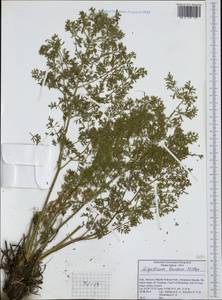 Coristospermum lucidum subsp. lucidum, Западная Европа (EUR) (Италия)