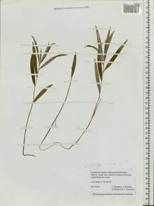 Liliaceae, Сибирь, Прибайкалье и Забайкалье (S4) (Россия)