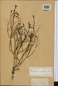 Додарция восточная L., Средняя Азия и Казахстан, Муюнкумы, Прибалхашье и Бетпак-Дала (M9) (Казахстан)