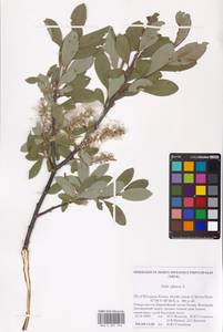 Ива сизая L., Восточная Европа, Северный район (E1) (Россия)