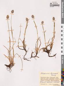 Лисохвост магелланский Lam., Сибирь, Чукотка и Камчатка (S7) (Россия)