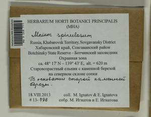 Mnium spinulosum Bruch & Schimp., Гербарий мохообразных, Мхи - Дальний Восток (без Чукотки и Камчатки) (B20) (Россия)