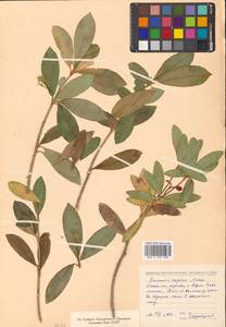 Скиммия промежуточная Komatsu, Сибирь, Дальний Восток (S6) (Россия)