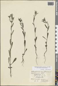 Буглосоидес полевой, Воробейник полевой (L.) I.M.Johnst., Восточная Европа, Восточный район (E10) (Россия)