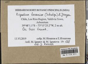 Rigodium toxarion (Schwägr.) A. Jaeger, Гербарий мохообразных, Мхи - Америка (BAm) (Чили)