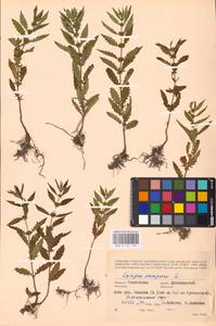 MHA 0 157 796, Зюзник европейский L., Восточная Европа, Западный район (E3) (Россия)